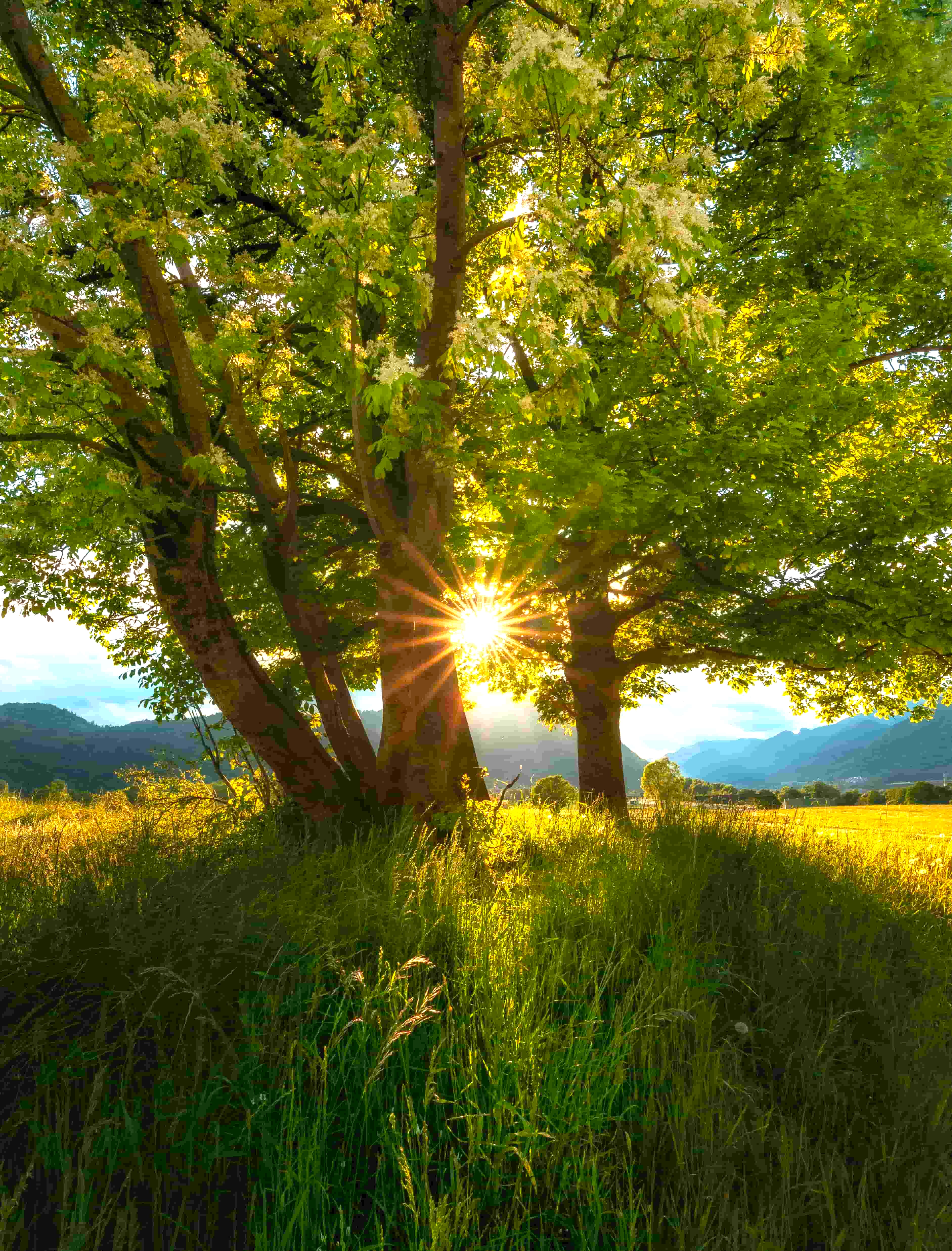 Trees in a field in Summer