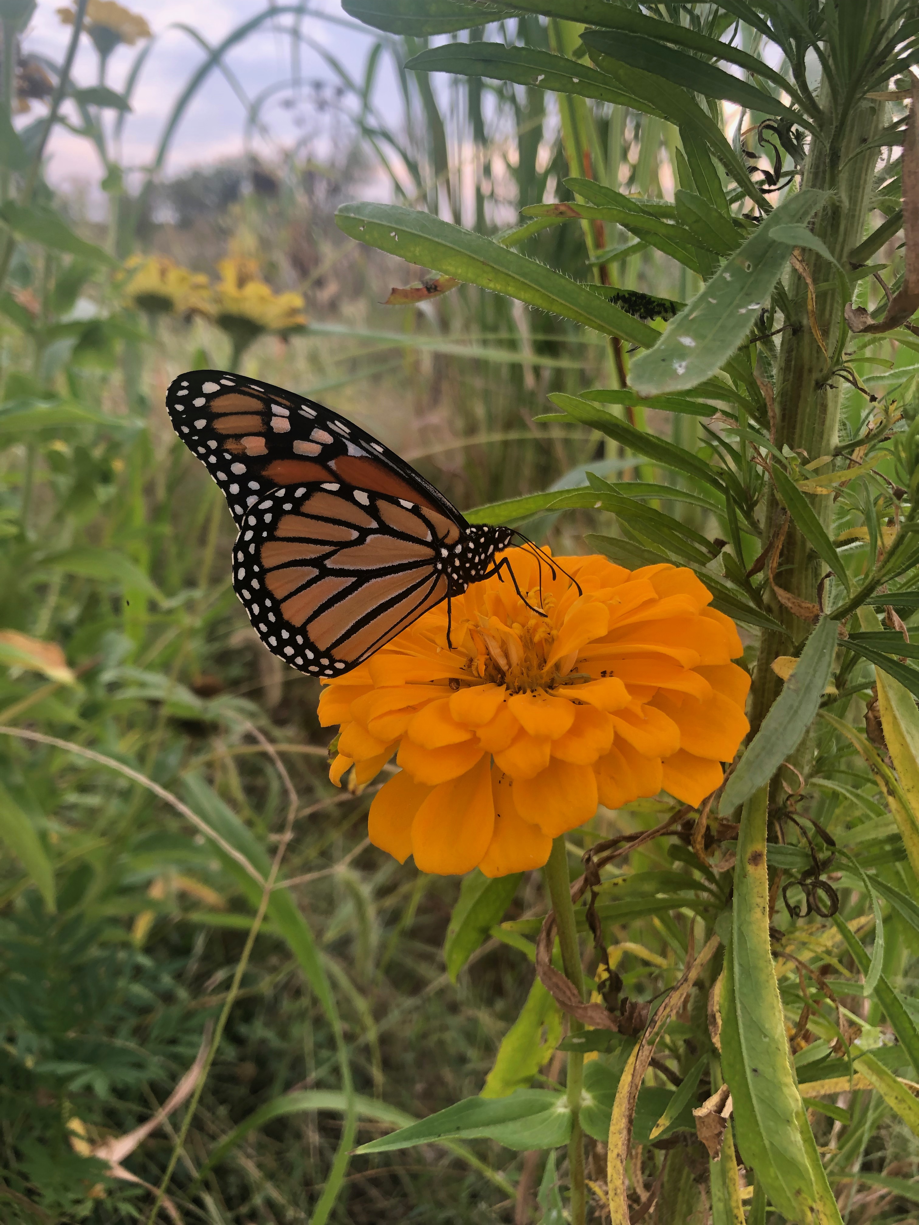 a monarch butterfly sips nectar from an orange flower