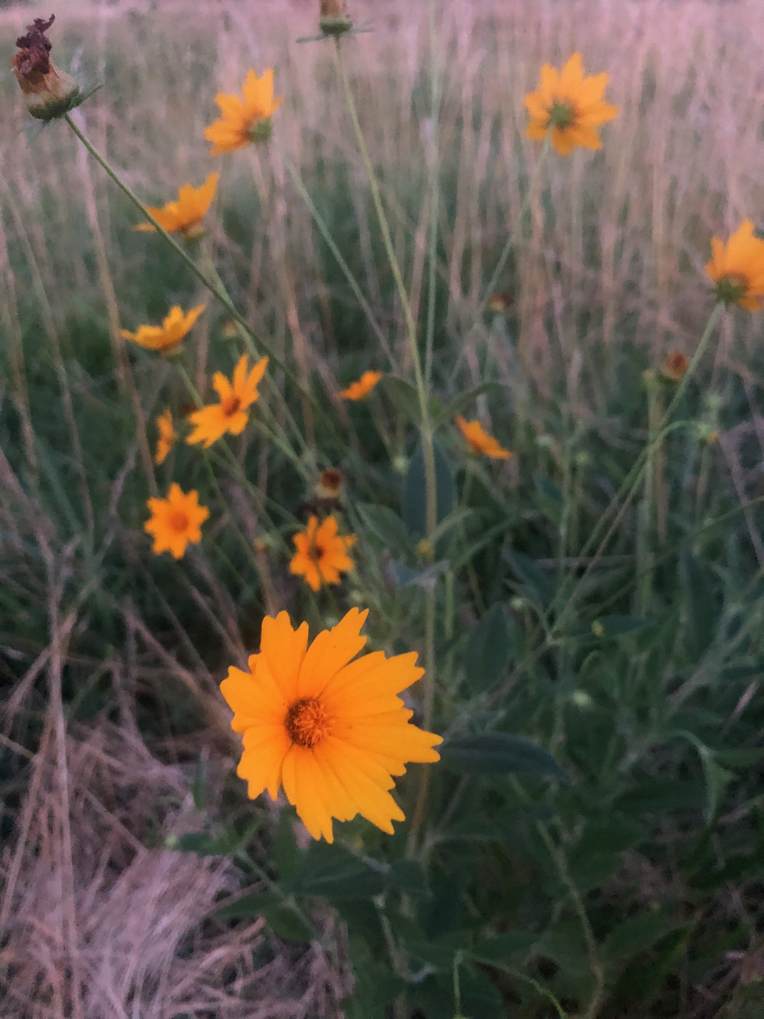 coreopsis flowers blooming in a field of grass