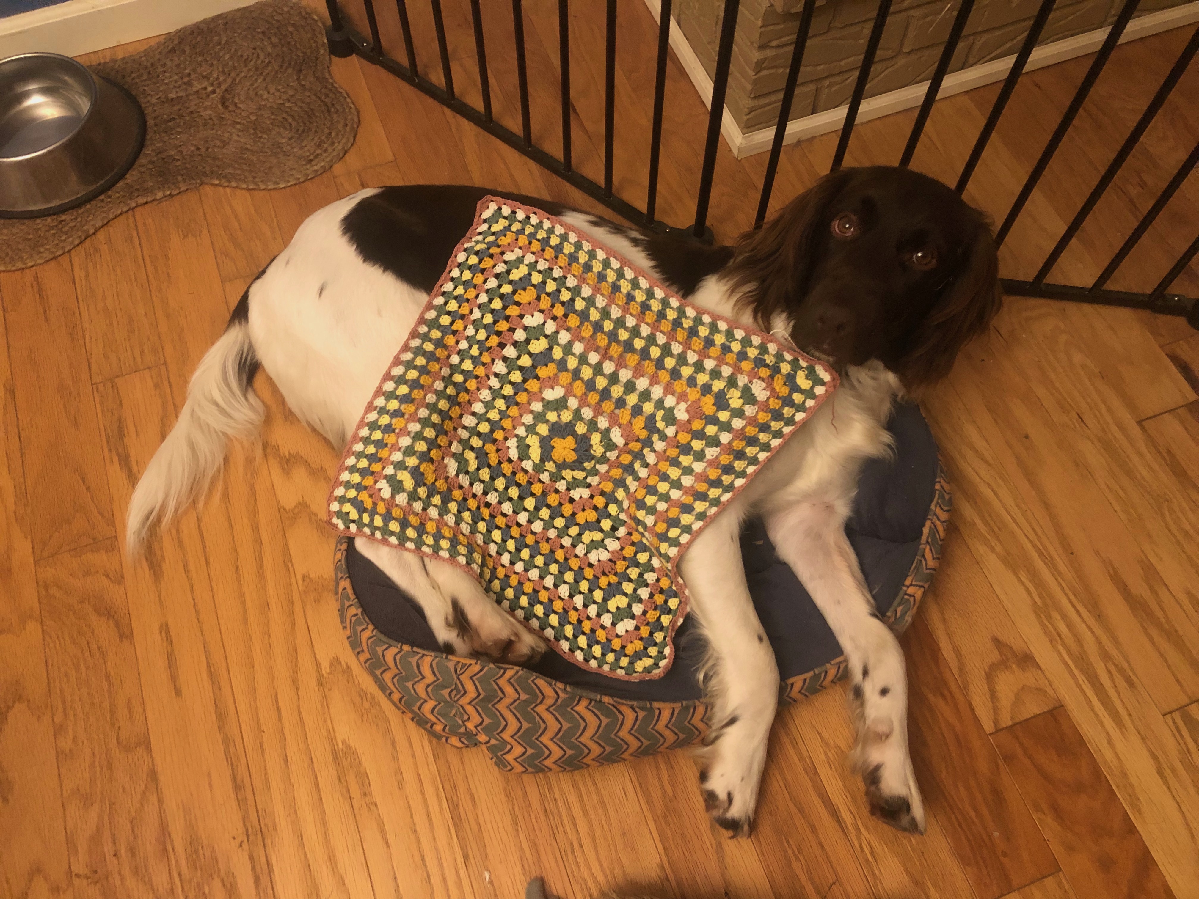 small munsterlander dog covered by a crochet blanket work in progress small munsterlander dog covered by a crochet blanket work in progress