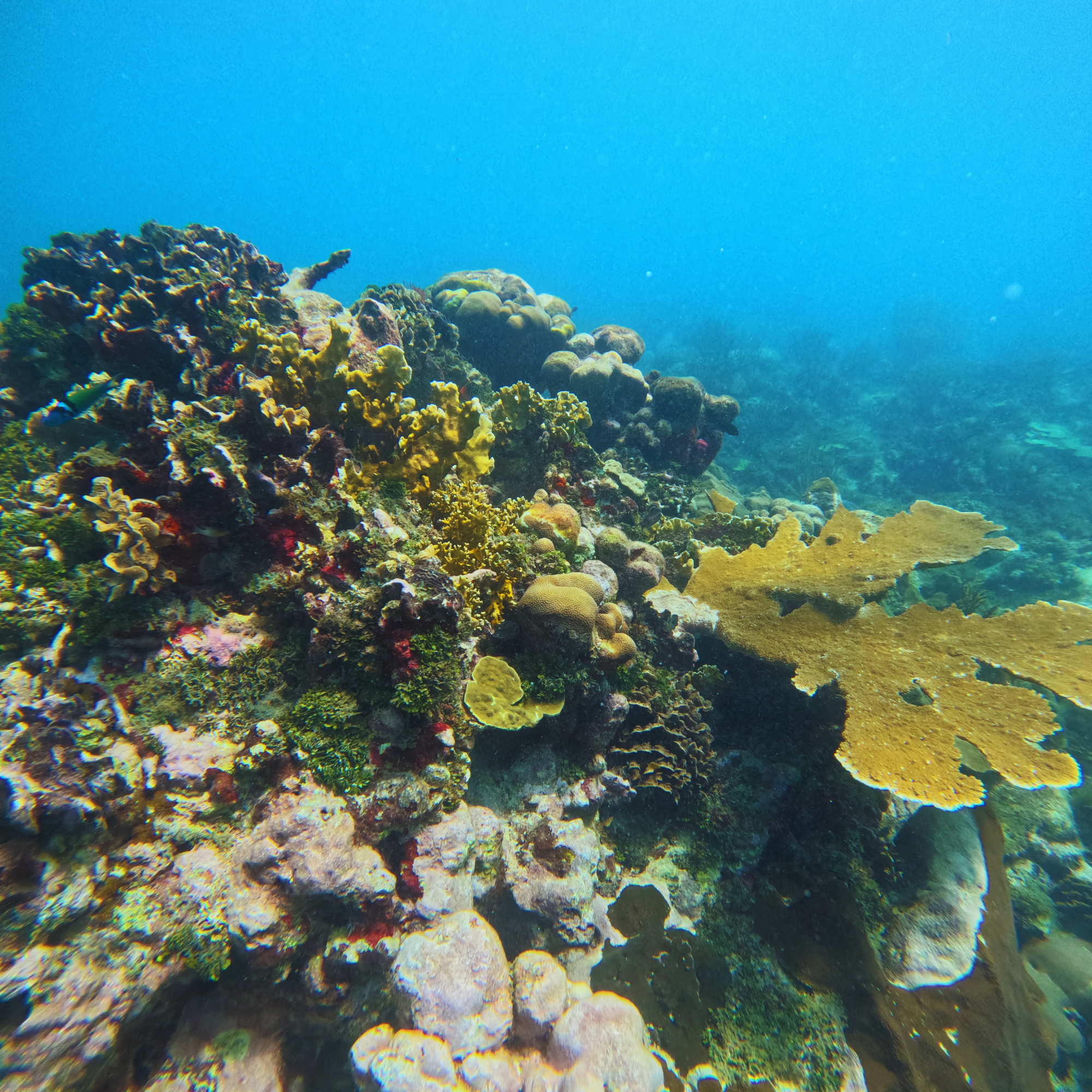 Snorkeling over a reef in Guna Yala