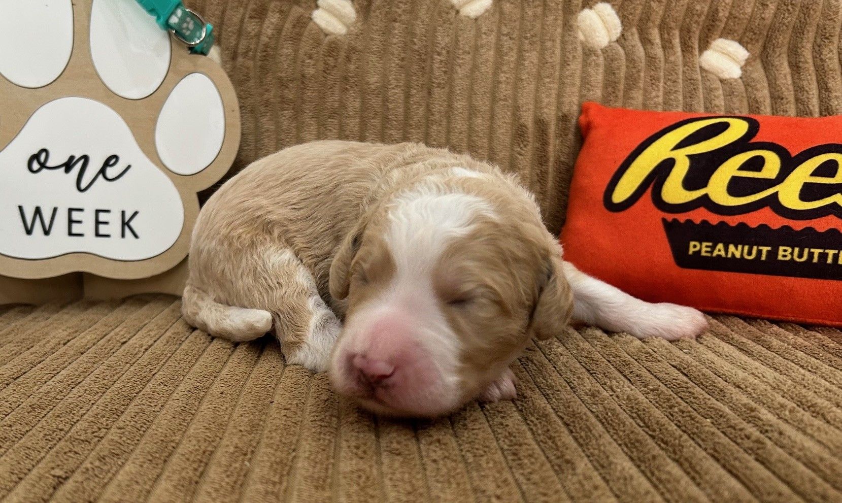 Reeses
