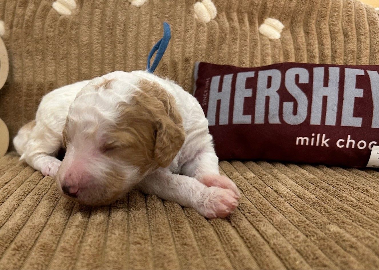 Hershey
