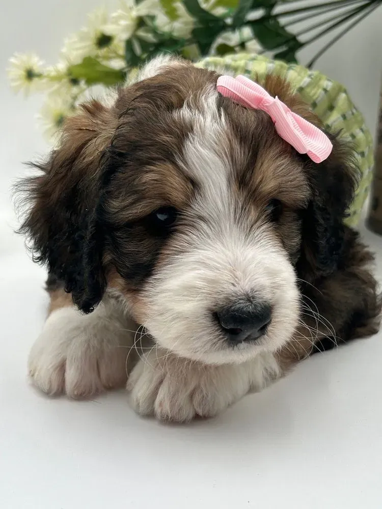 Lulu