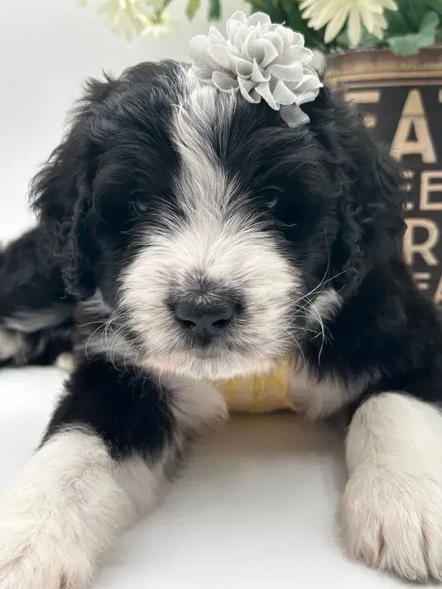Aloha