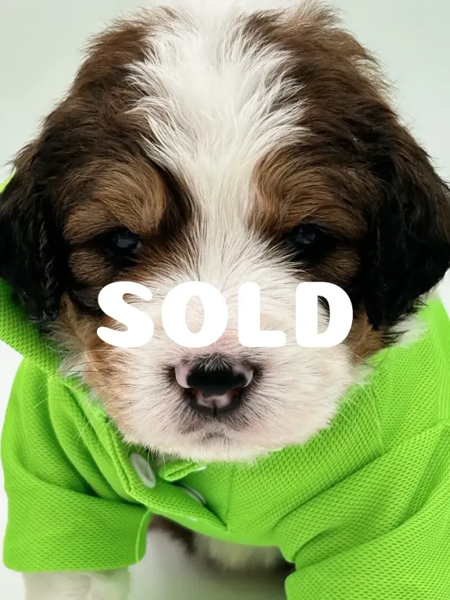 Sold 8