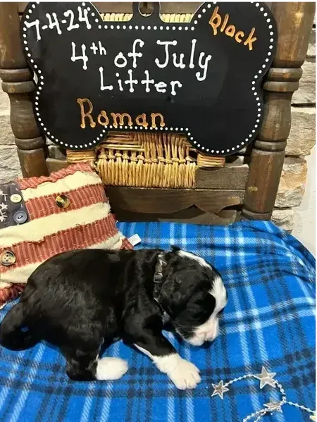 Roman
