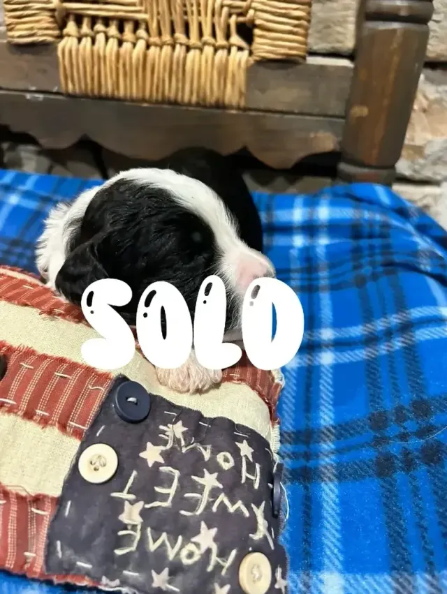 Sold 7