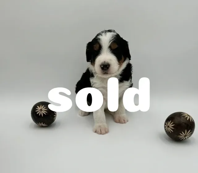 Sold 9