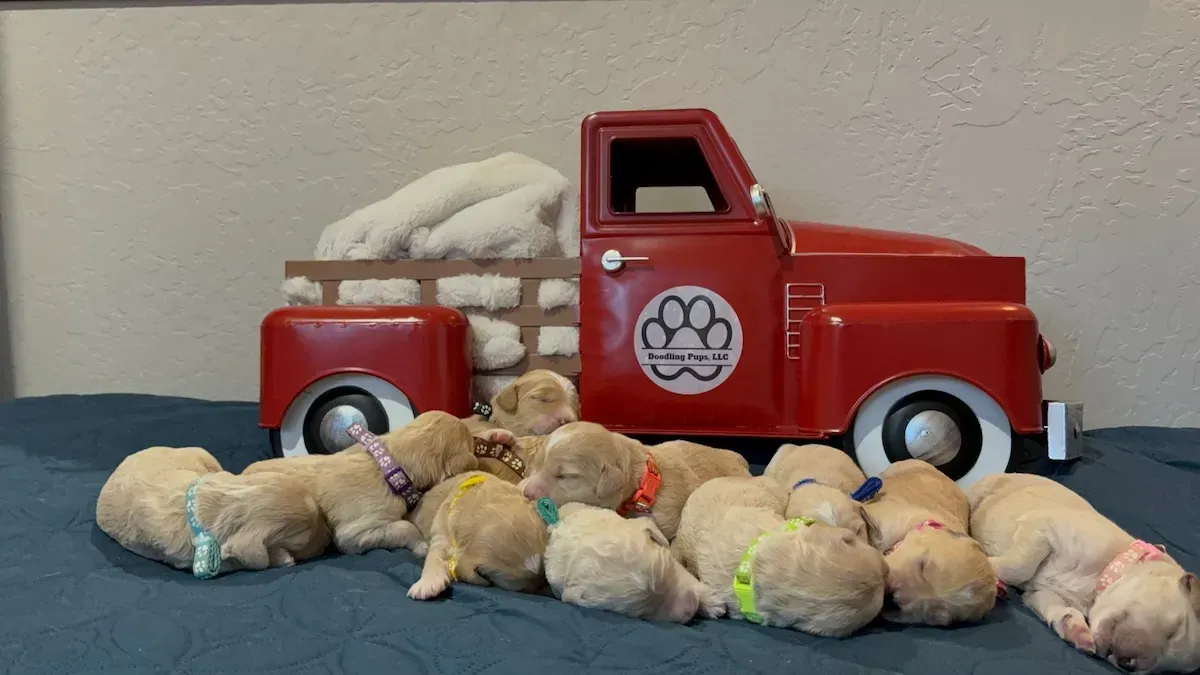 Puppy 2