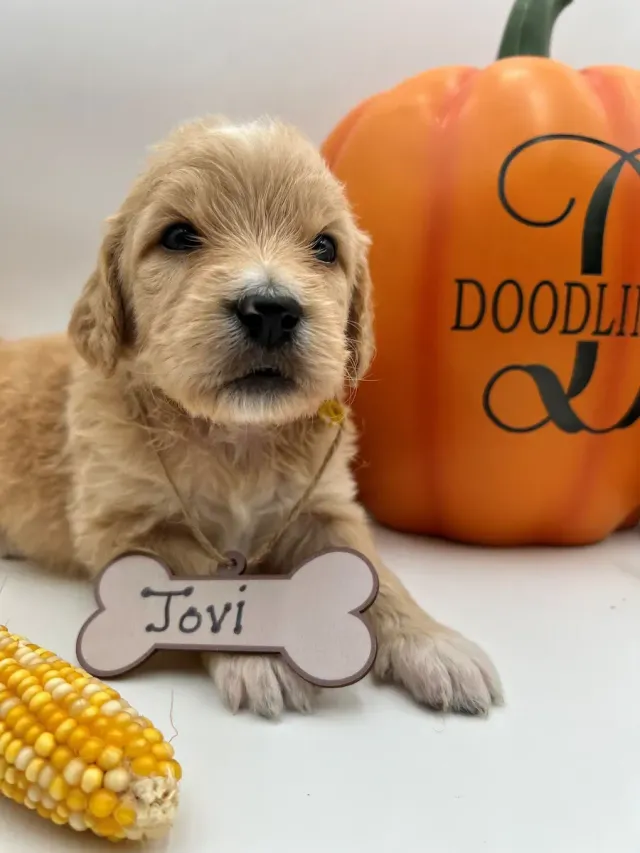 Jovi