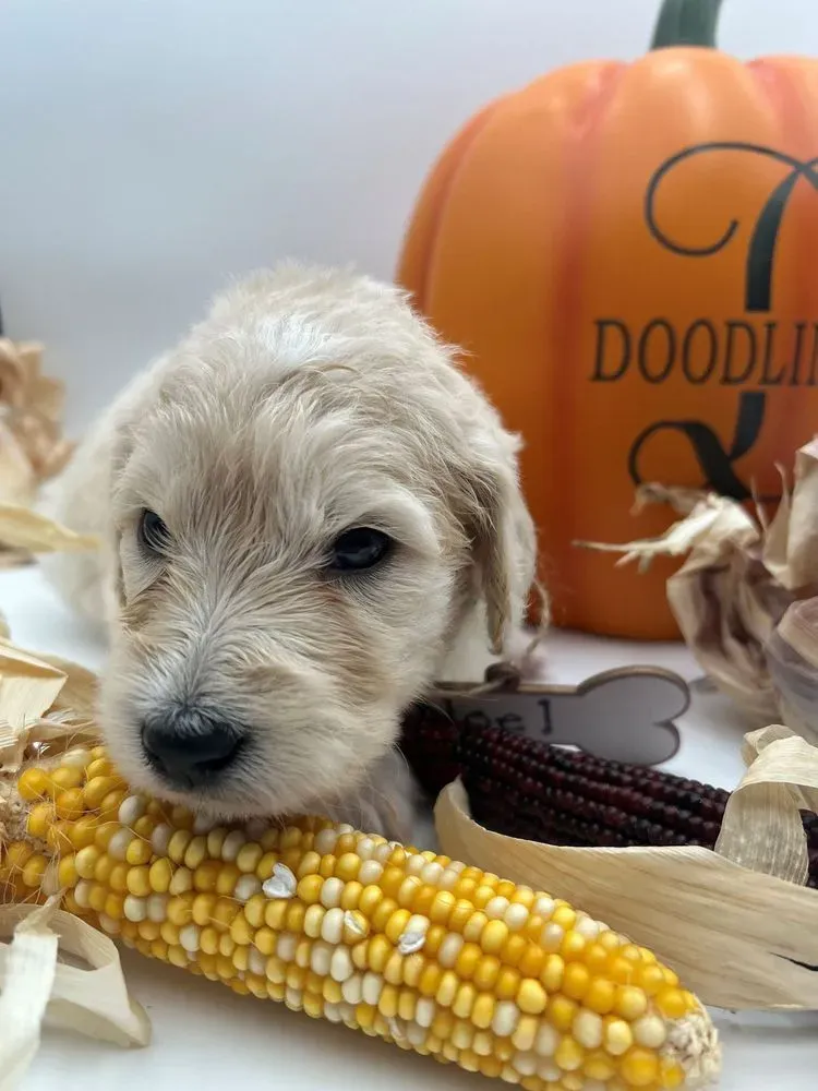 Noel