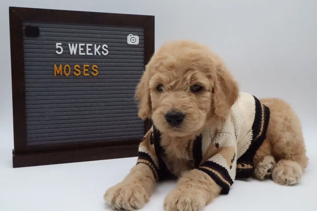 Moses