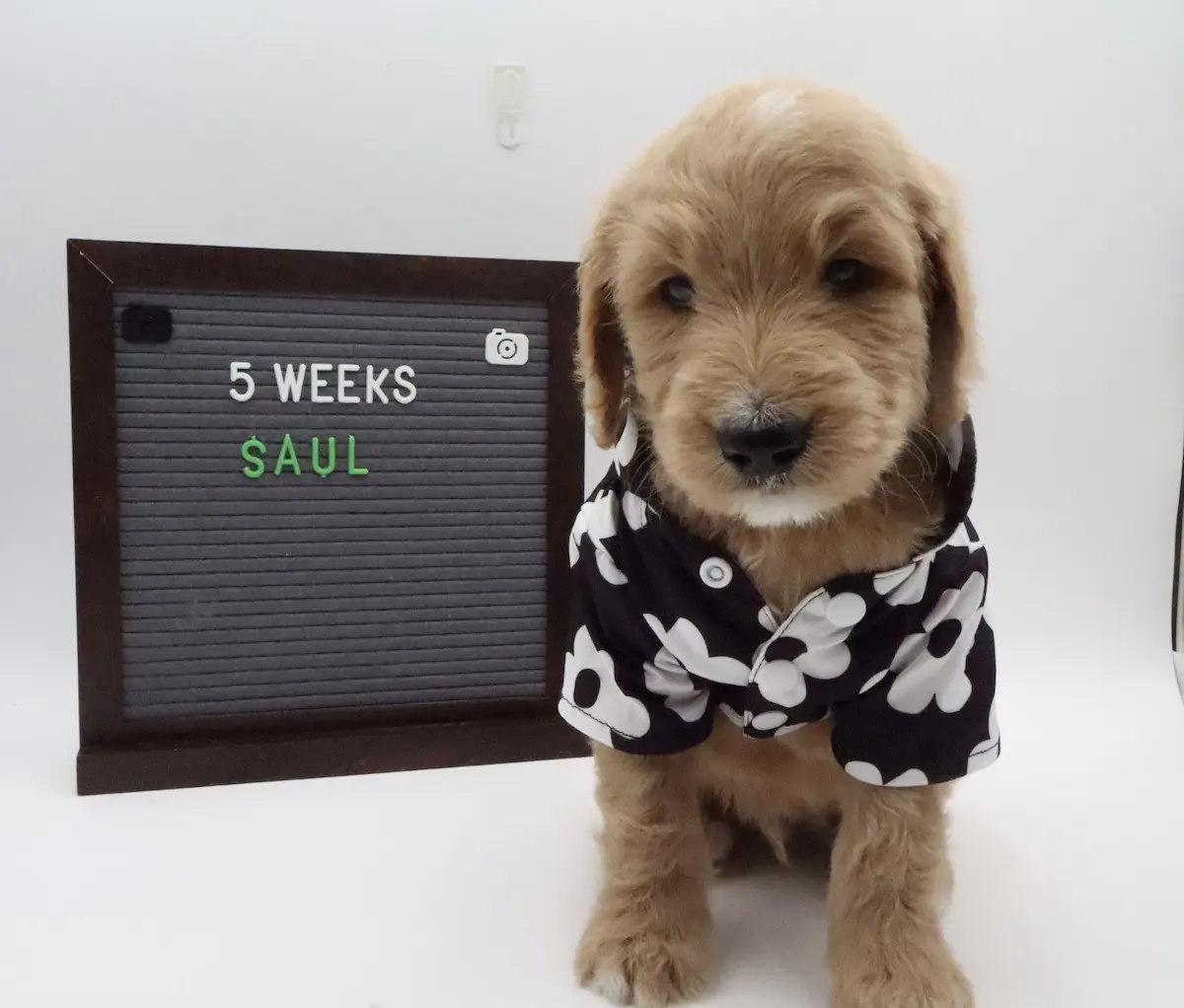 Saul
