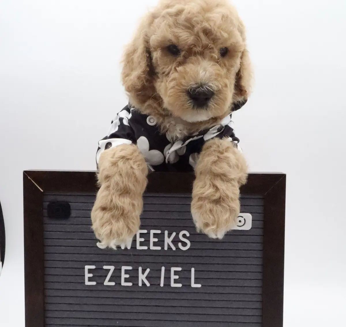 Ezekiel