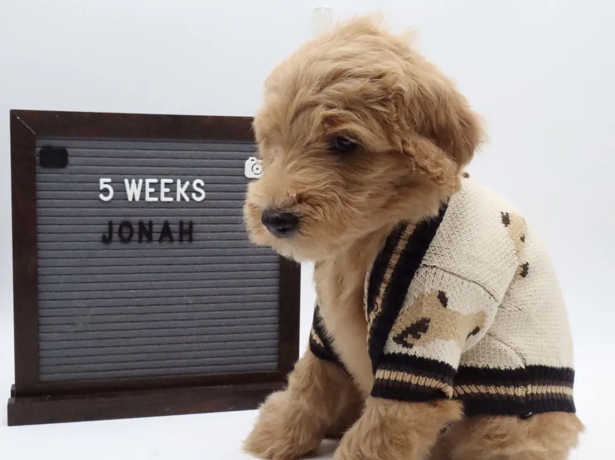 Jonah