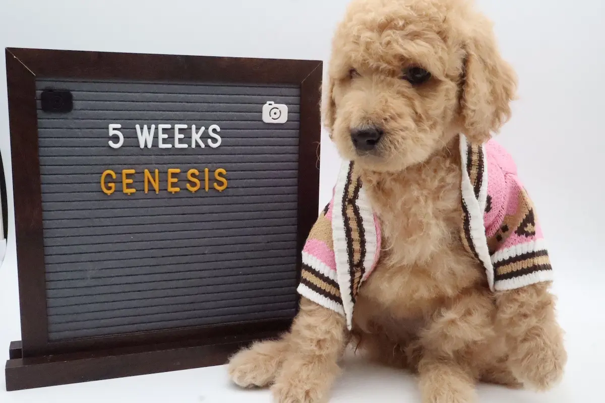 Genesis