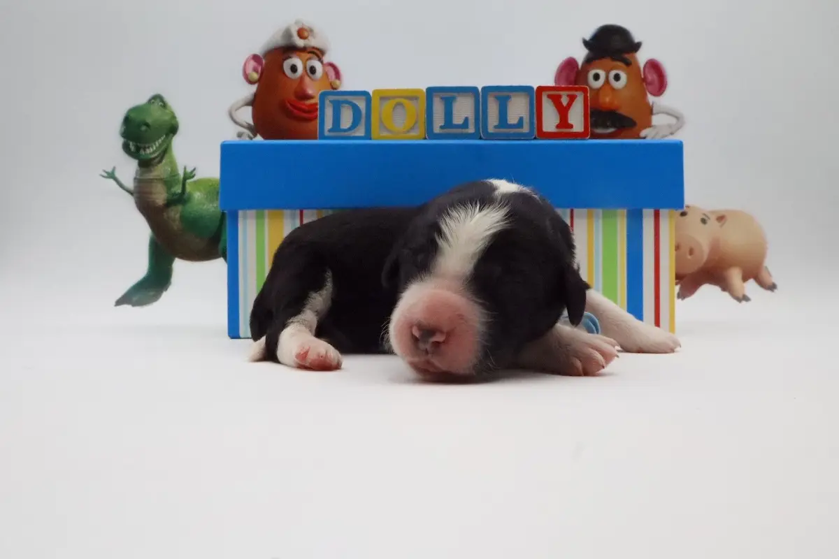 Dolly