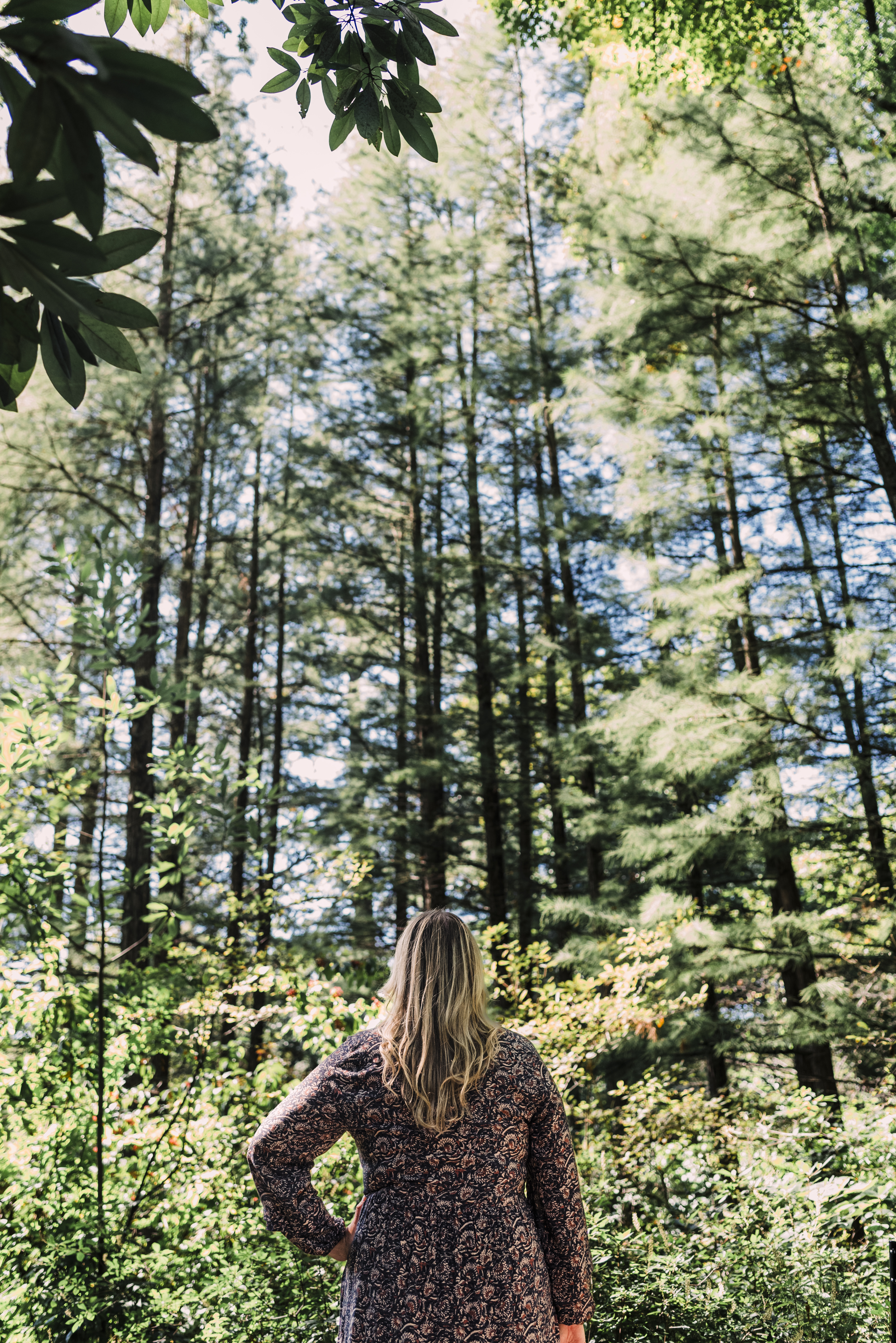 Nicole looking up into tall forest trees