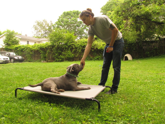 puppy-boarding