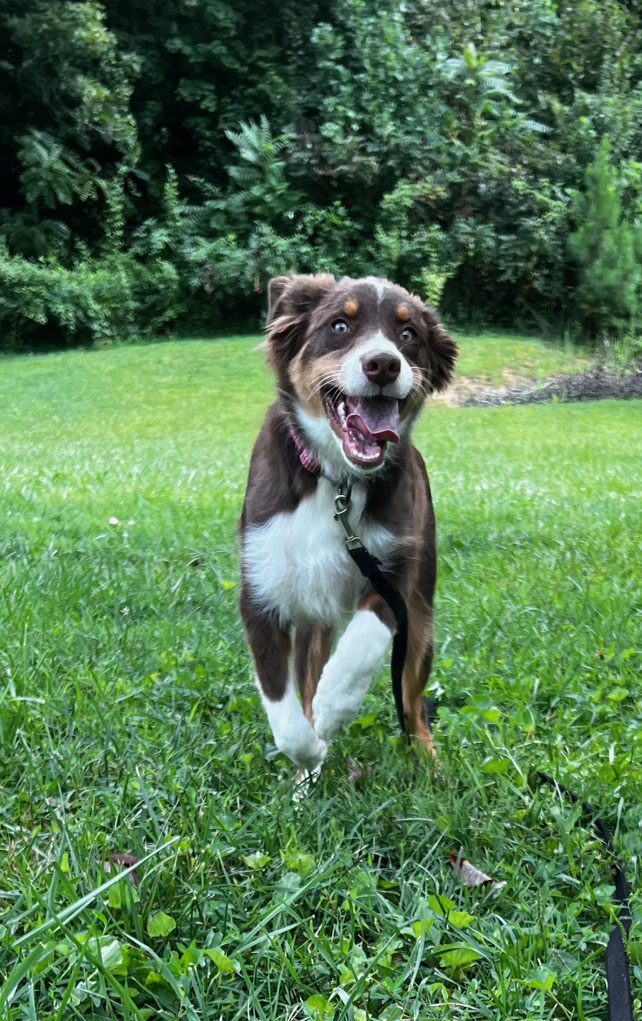 board-and-train-dog-training