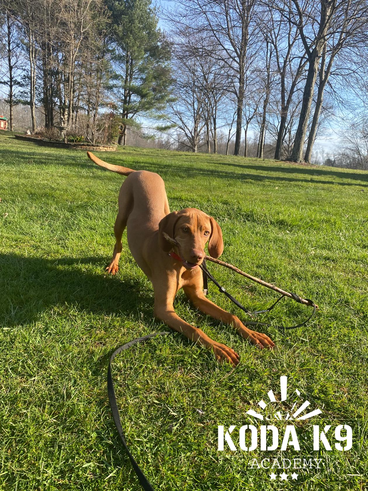 puppy-boarding