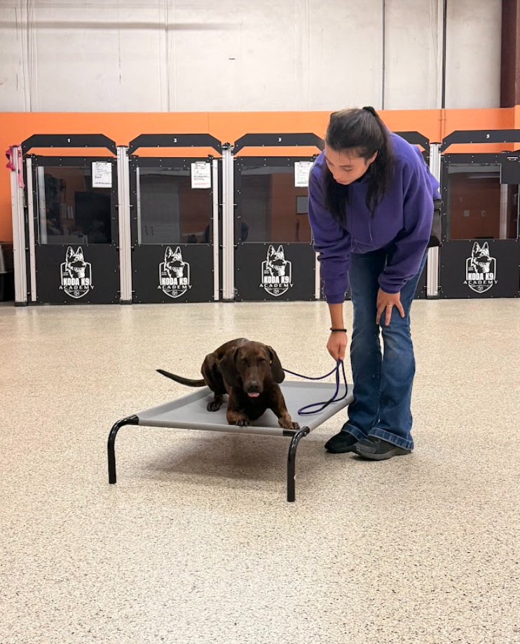 board-and-train-dog-training