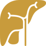 Liver