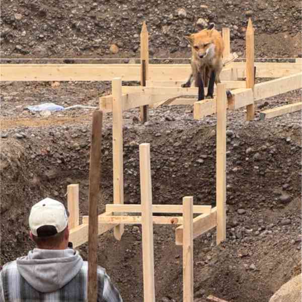 Fox standing on formwork while a Farwes carpenter works the site