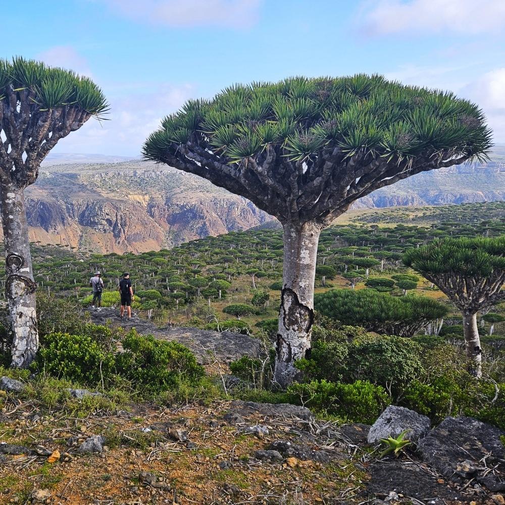 Dragon blood trees in Socotra