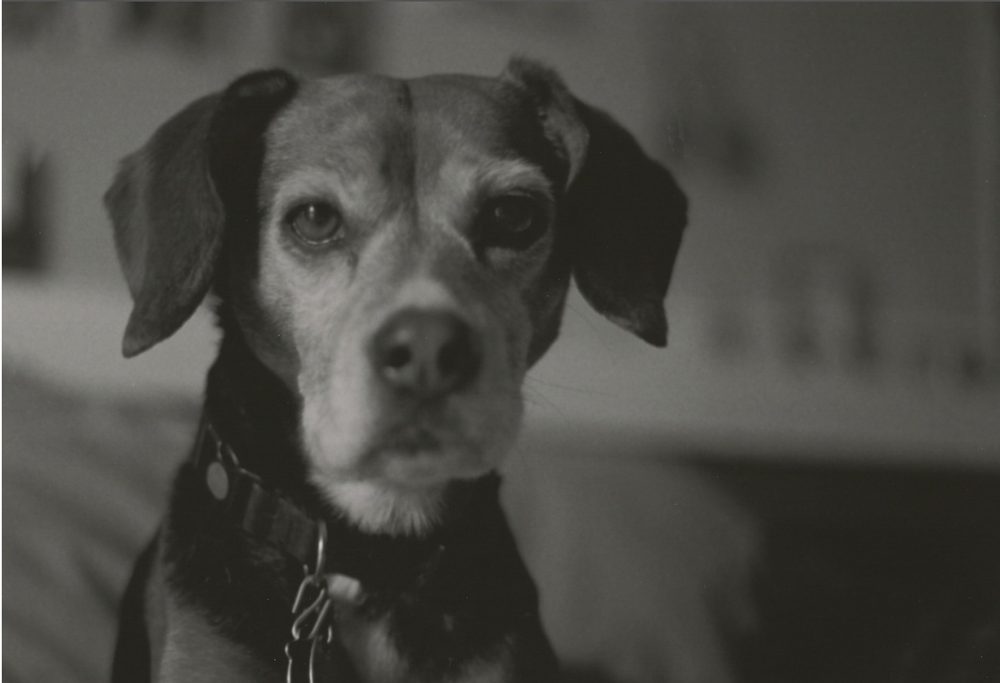 Dog portrait in black and white
