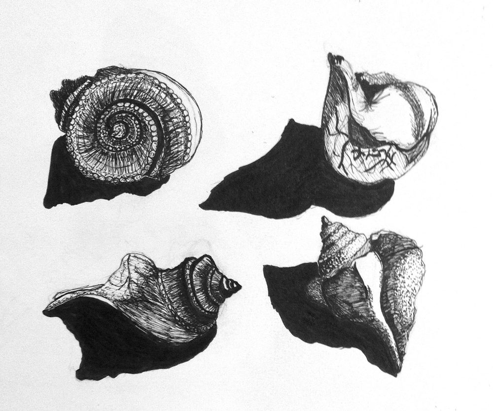 Seashell studies in ink