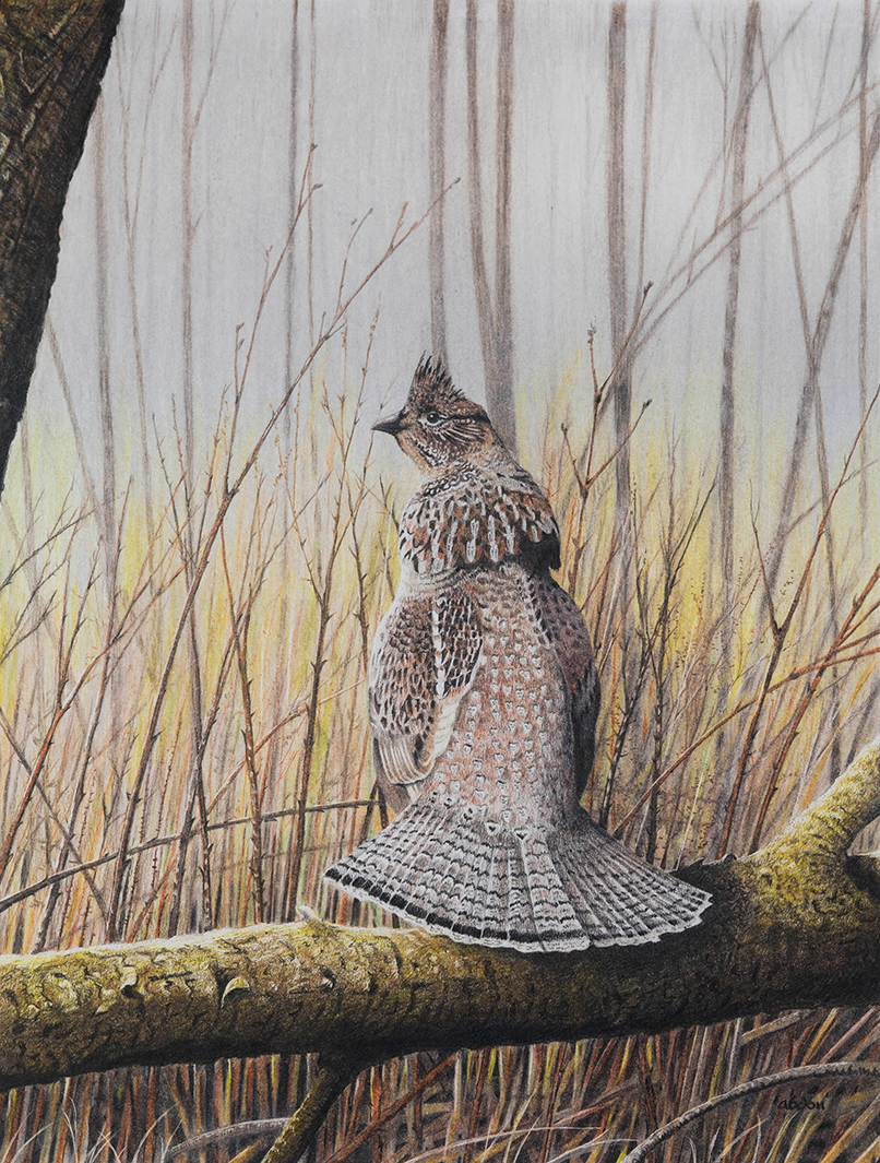Ruffed Grouse — Colored Pencil by Chris Abdon