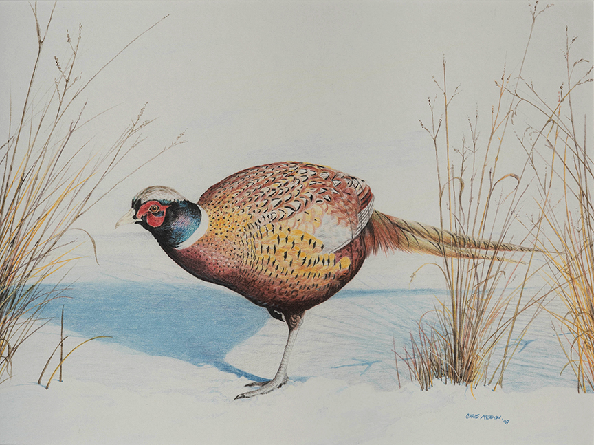 Pheasant — Colored Pencil by Chris Abdon