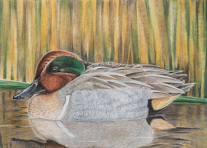 Green-Winged Teal — Colored Pencil by Chris Abdon