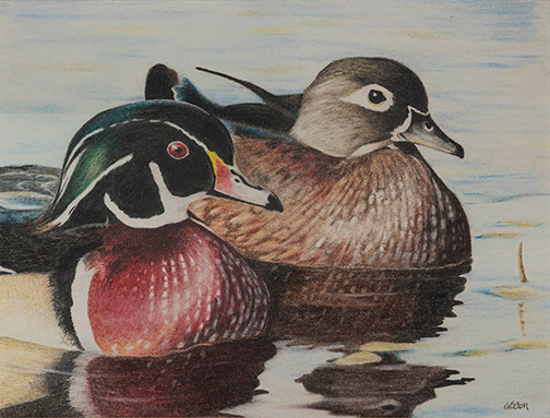 Wood Ducks — Colored Pencil by Chris Abdon