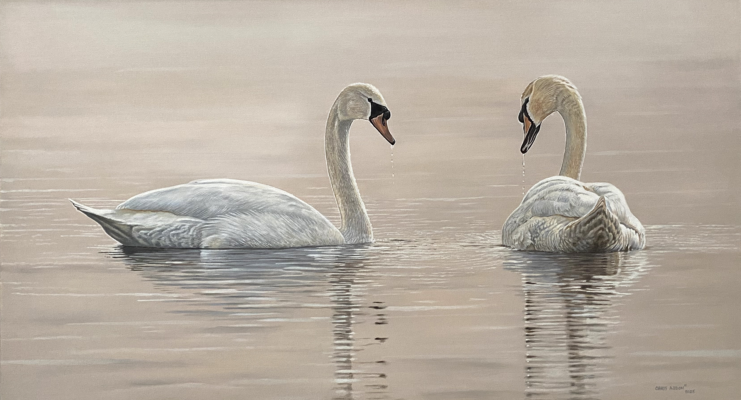 Swans — Oil on Canvas by Chris Abdon