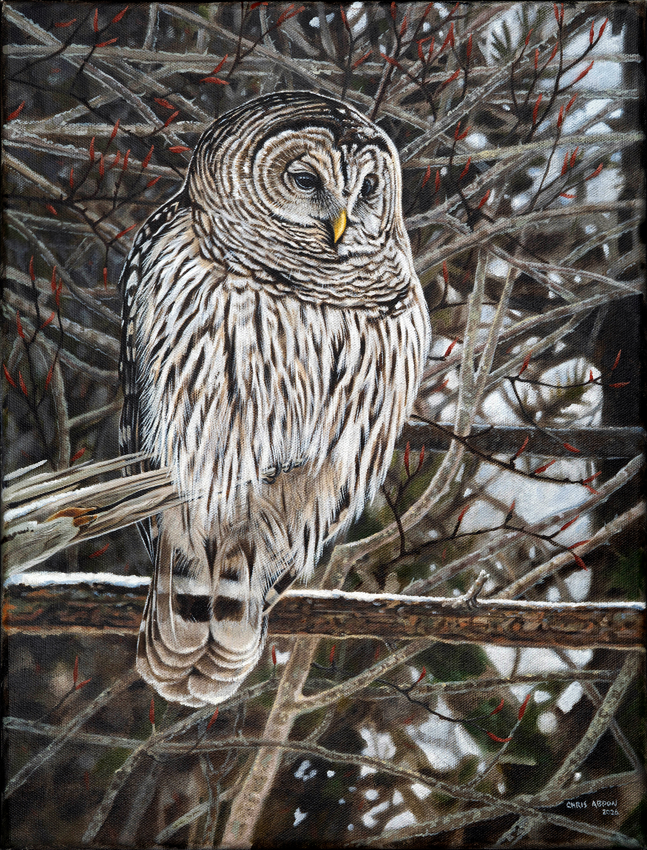 Barred Owl — Oil on Canvas by Chris Abdon
