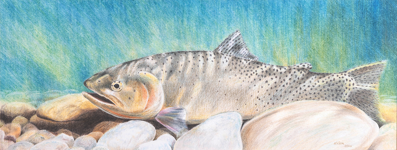 Cutthroat Trout — Colored Pencil by Chris Abdon