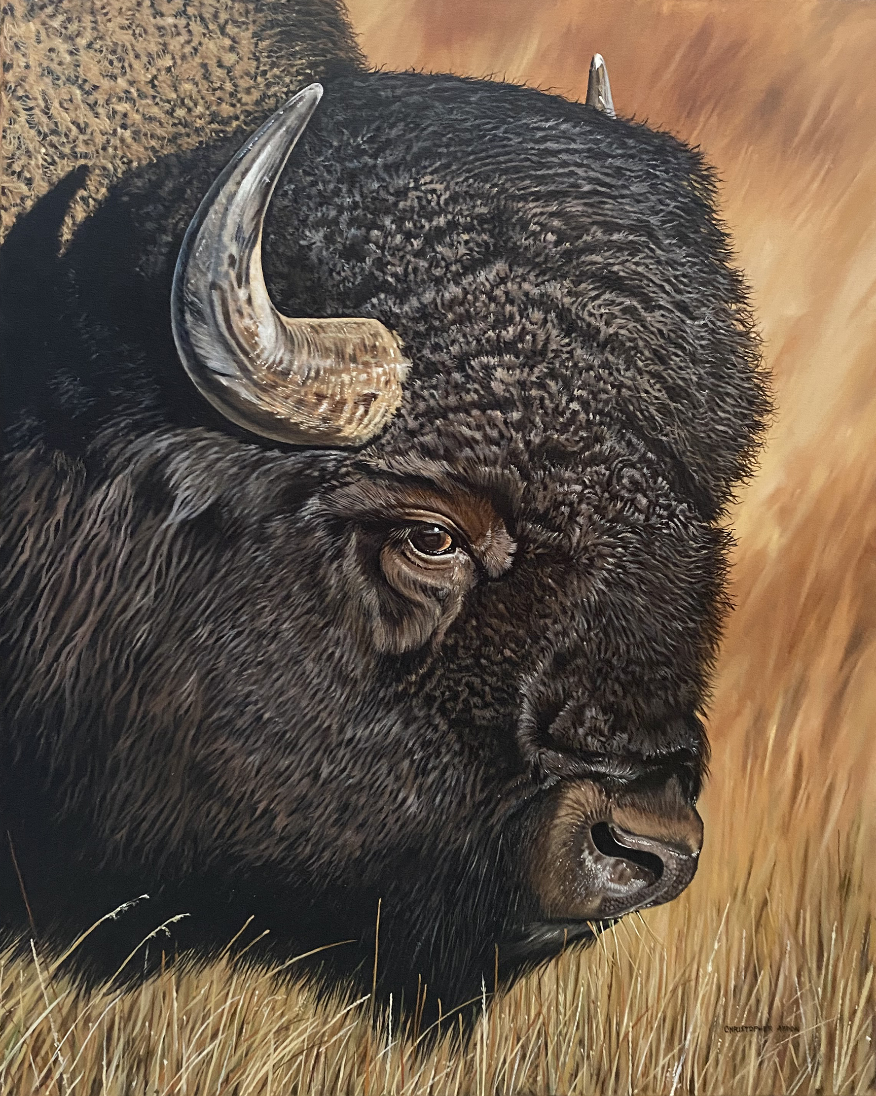 American Bison — Oil on Canvas by Chris Abdon