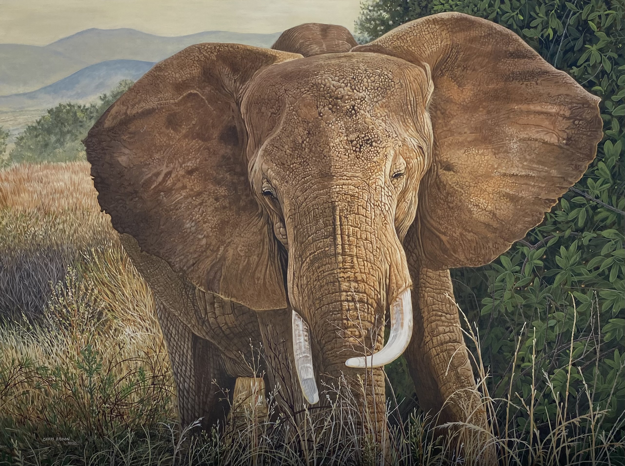 Botswana Matriarch — Oil on Canvas by Chris Abdon