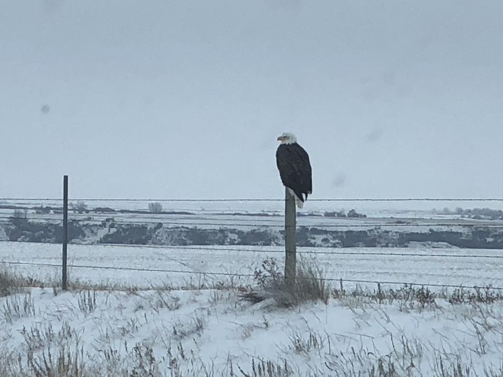 A bald eagle perched on a fence post over snow-covered prairie.