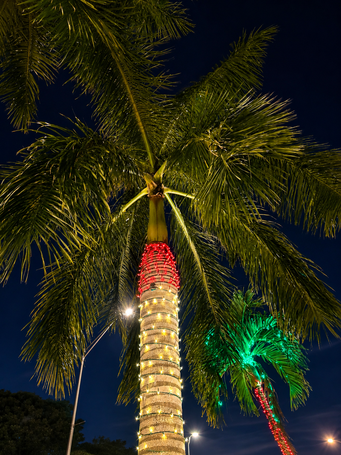 Palm trees and Florida landscaping illuminated with professional Christmas lights
