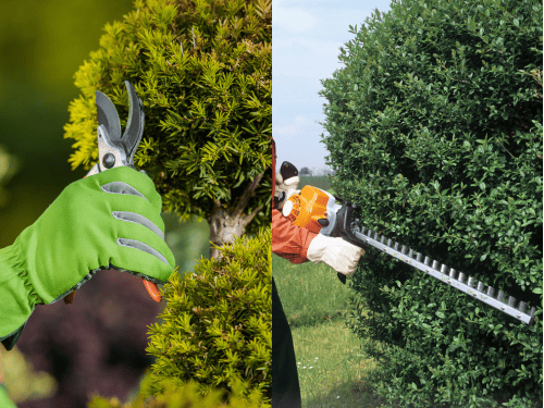 Pruning and Trimming in Cairns