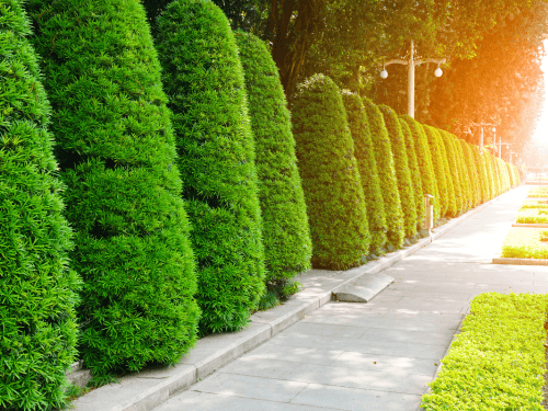 Hedging in Cairns