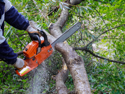 Small Tree Lopping in Cairns