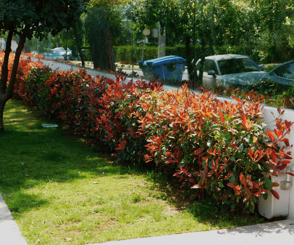 Ride on Lawn Mowing Cairns