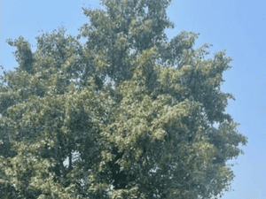 {{ custom_values.service_1 }} in {{custom_values.area_2})