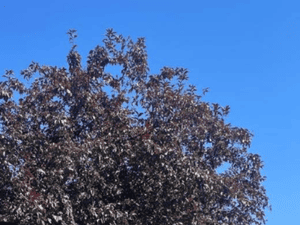 Tree removal in Boise