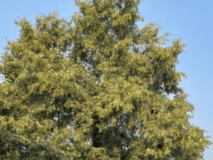 {{ custom_values.service_3 }} in {{custom_values.area_1})